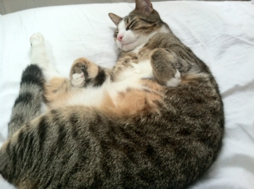 塔特与袋鼠队队友的默契配合,助力球队征战橄榄球赛场