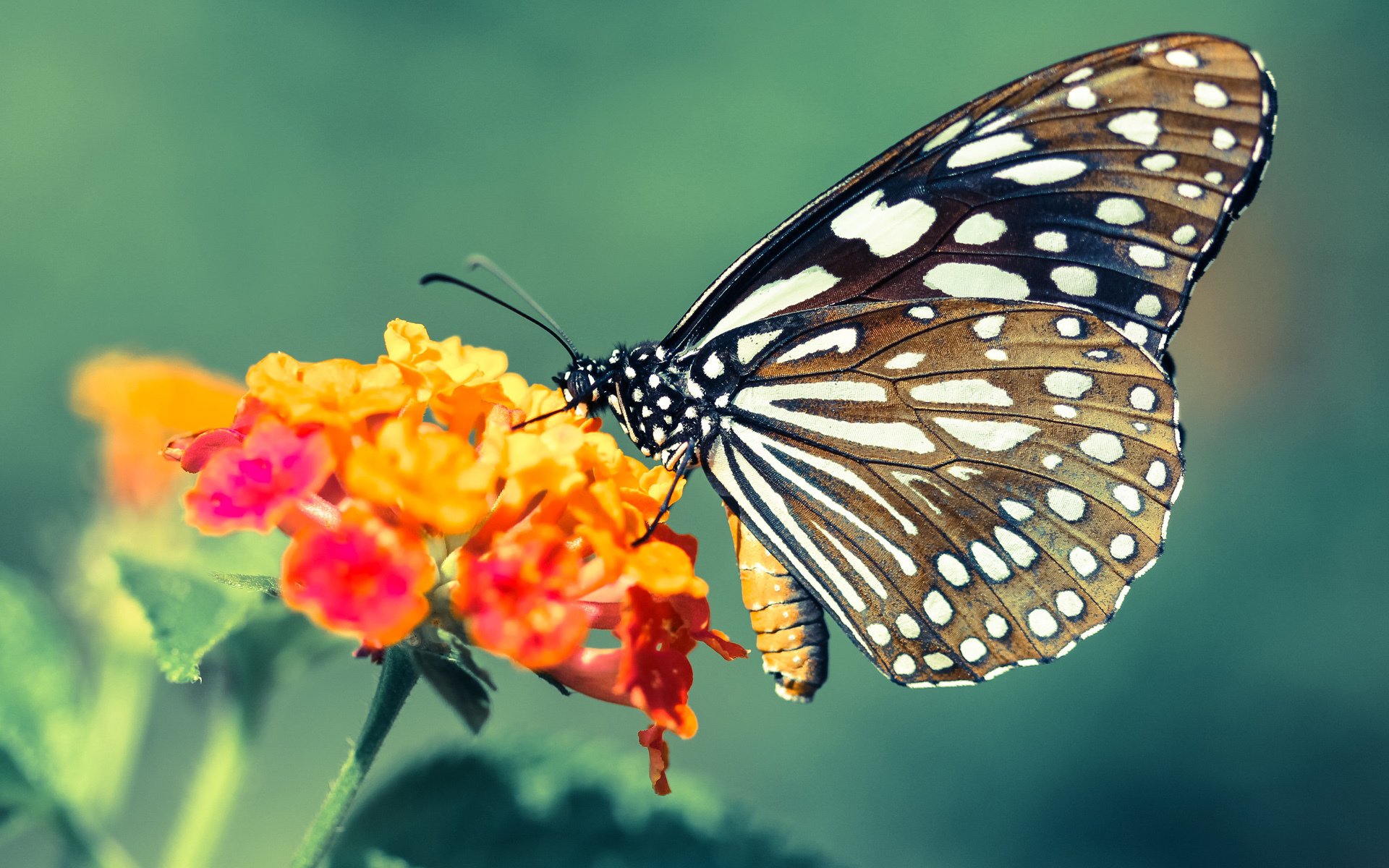 德甲高速反击:瞬间突破防线的经典一刻,德甲速度排名