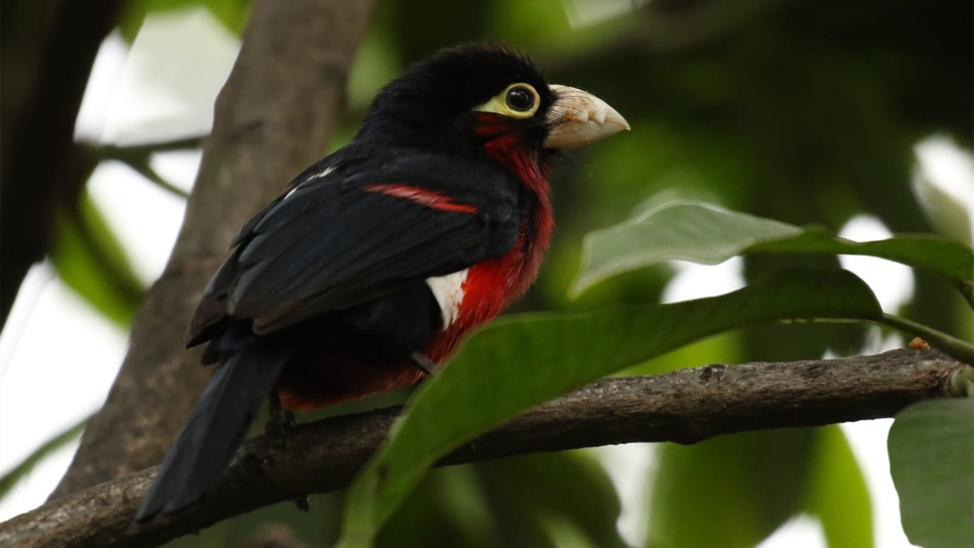 leyu乐鱼-法甲新秀崭露头角：未来巨星腾飞！，法甲新赛季前瞻