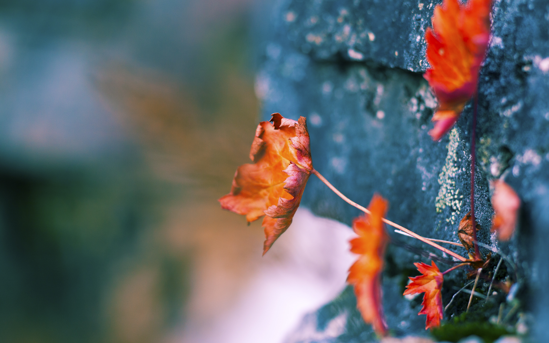 科特迪瓦男篮在非洲锦标赛中继续升温，迈向运动历史新高，非州科特迪瓦